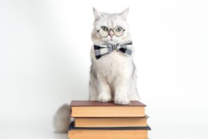 Лапы и Страницы: фотоконкурс от приюта «Я читаю для кота»